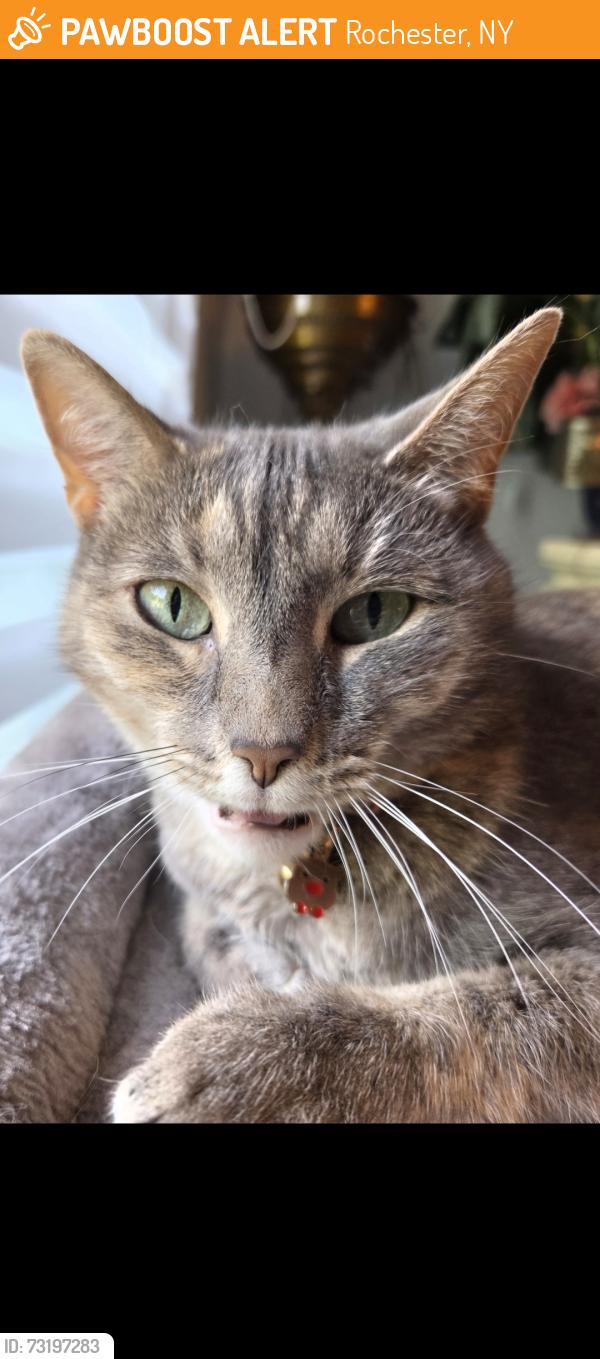 Found/Stray Female Cat last seen Spencerport Rd Elmgrove Rd, Rochester, NY 14606
