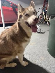Reunited Unknown Dog last seen Southridge Drive & Sweetday Street, Columbus, OH 43224