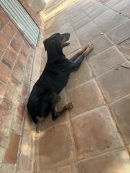 Found/Stray Female Dog last seen 41st ave Maryland, Phoenix, AZ 85003
