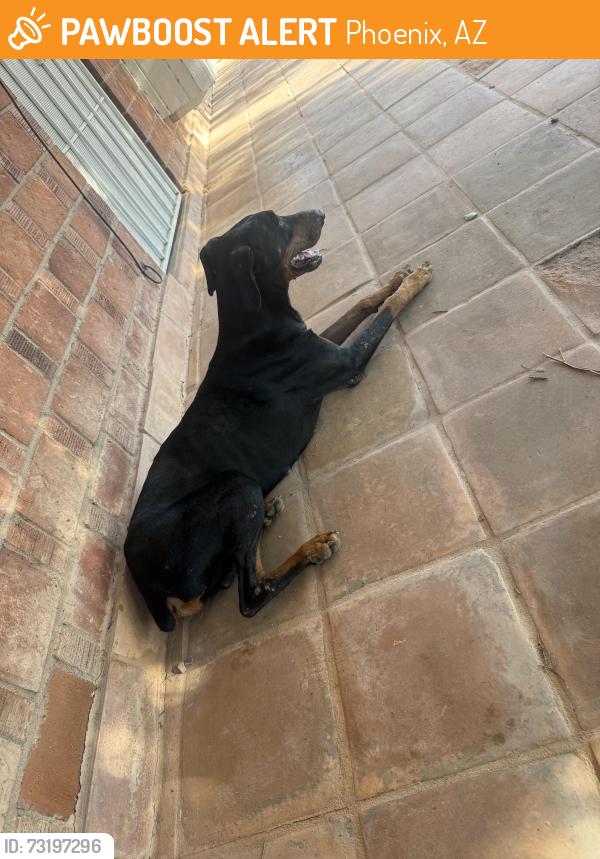 Found/Stray Female Dog last seen 41st ave Maryland, Phoenix, AZ 85003