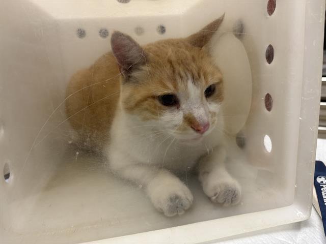 Shelter Stray Male Cat last seen Near BLOCK E CLARKE ST, 3839 W Burnham St, West Milwaukee, WI 53215, USA