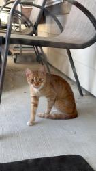 Found/Stray Unknown Cat last seen Reagans ranch dr. Tamarron, Fort Bend County, TX 77423