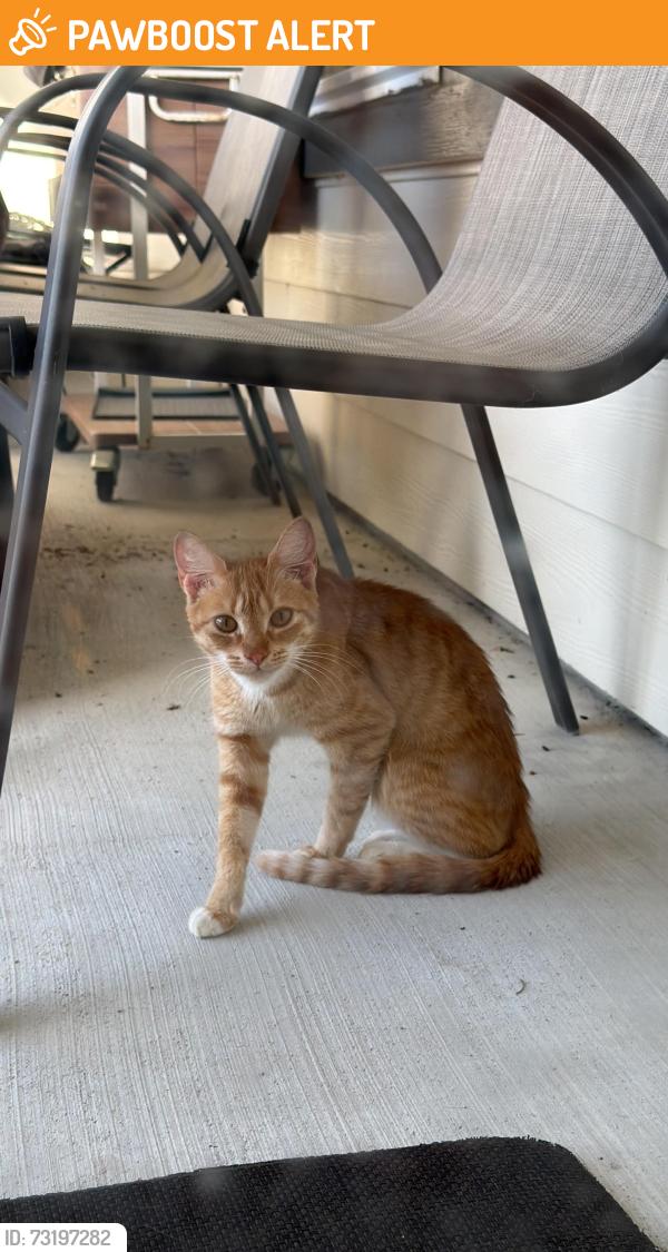 Found/Stray Unknown Cat last seen Reagans ranch dr. Tamarron, Fort Bend County, TX 77423