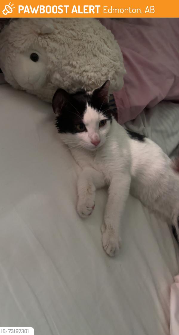 Found/Stray Unknown Cat last seen Pollard meadows school, Edmonton, AB 