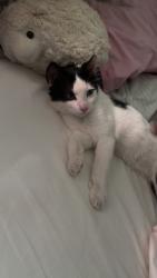 Found/Stray Unknown Cat last seen Pollard meadows school, Edmonton, AB 