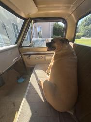Reunited Female Dog last seen Langtree, Mooresville, NC 28117