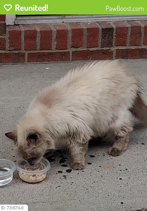 Reunited Unknown Cat last seen INDIANA AVE FERN STREET SELLERSBURG, Sellersburg, IN 47172