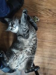 Reunited Male Cat last seen Conner/College, Detroit, MI 48205