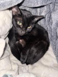 Lost Female Cat last seen we are close by a storage, Homestead, FL 33030
