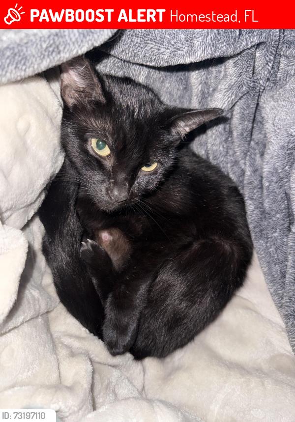 Lost Female Cat last seen we are close by a storage, Homestead, FL 33030