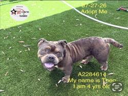 Shelter Stray Male Dog last seen , 1850 W 60th St, Los Angeles, CA 90047, USA