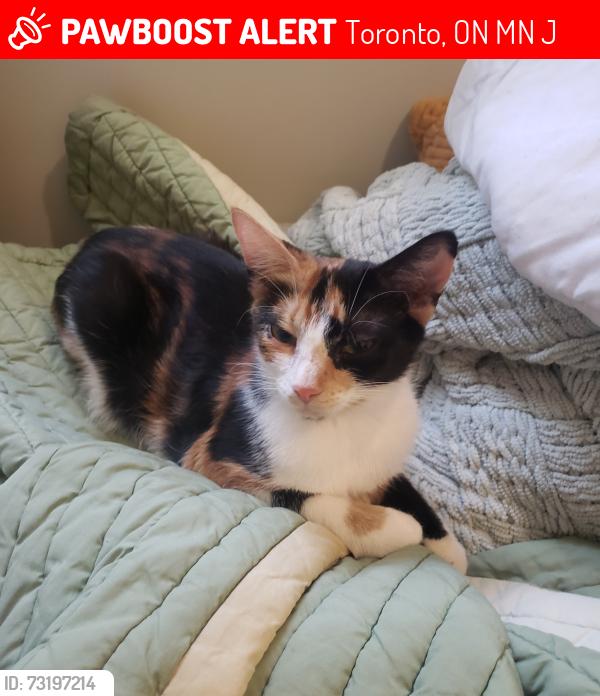 Lost Female Cat last seen Hounslow health and st. Clair ave w, Toronto, ON M6N 1J2