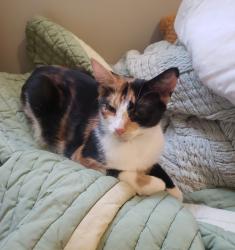 Lost Female Cat last seen Hounslow health and st. Clair ave w, Toronto, ON M6N 1J2