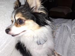 Reunited Male Dog last seen Gilliam Mt. Rd, Edneyville NC, Henderson County, NC 28792