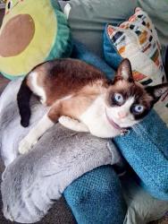 Lost Female Cat last seen Groveland manor, Holly, MI 48442