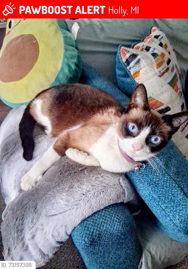 Lost Female Cat last seen Groveland manor, Holly, MI 48442