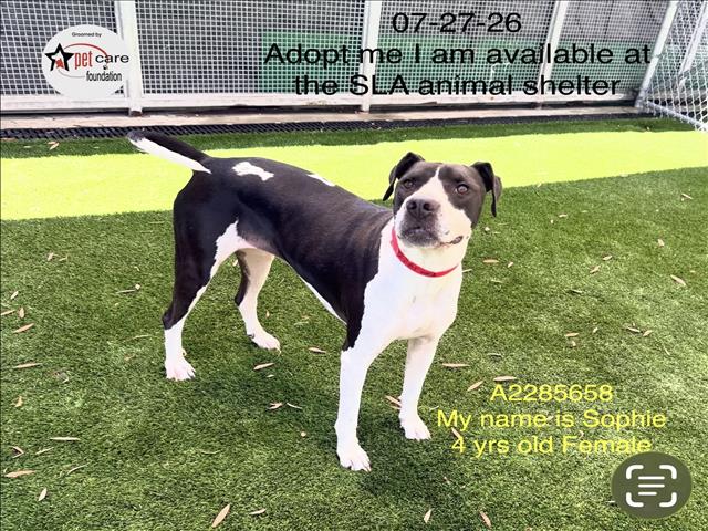 Shelter Stray Female Dog last seen , 1850 W 60th St, Los Angeles, CA 90047, USA