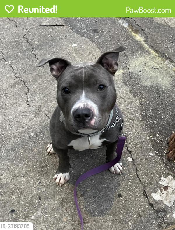 Reunited Male Dog last seen Mallow Hill Road & Frederick Road, Baltimore, MD 21229