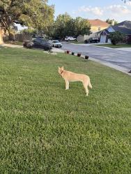 Reunited Male Dog last seen Hanging around at the corner of Cardigan Chase and Persian Pass, San Antonio, TX 78260
