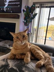 Lost Male Cat last seen Atwood and Mt Vernon, Auburn, CA 95603