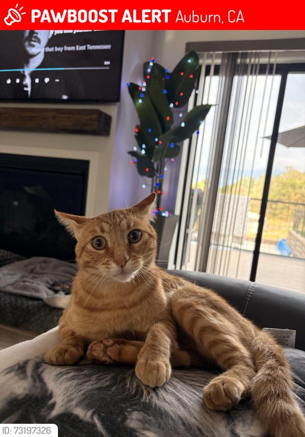 Lost Male Cat last seen Atwood and Mt Vernon, Auburn, CA 95603