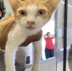 Shelter Stray Male Cat last seen , 1850 W 60th St, Los Angeles, CA 90047, USA