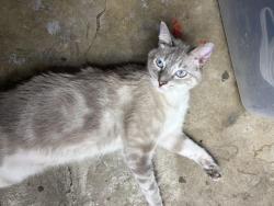 Reunited Male Cat last seen Quick trip on Deen, Fort Worth, TX 76111