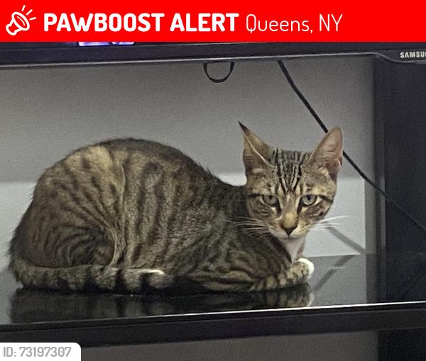 Lost Male Cat last seen 87-13 80th St Woodhaven NY 11421, Queens, NY 11421