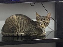 Lost Male Cat last seen 87-13 80th St Woodhaven NY 11421, Queens, NY 11421