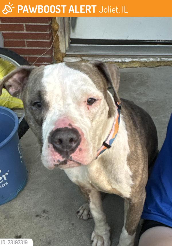 Found/Stray Female Dog last seen South Raynor, Joliet, IL 60436