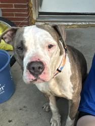 Found/Stray Female Dog last seen South Raynor, Joliet, IL 60436