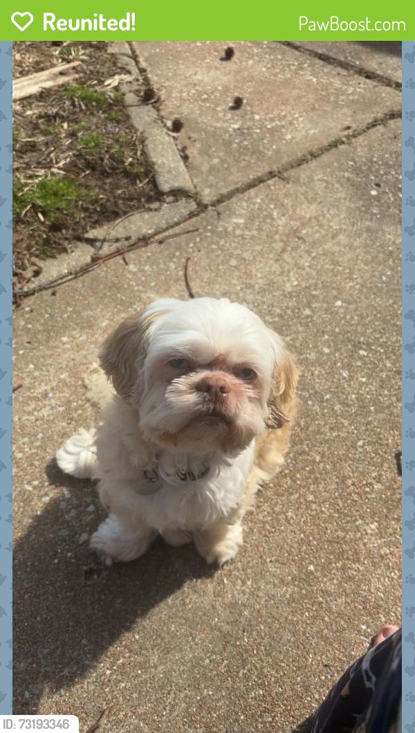 Reunited Male Dog last seen Near Harrison st Florrisant MO, Florissant, MO 63031