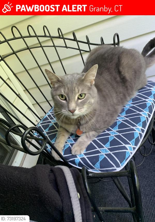 Lost Male Cat last seen Haven drive by McLean Game Refuge, Granby, CT 06035