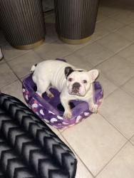 Reunited Female Dog last seen Silo rd, Arlington, TX 76018