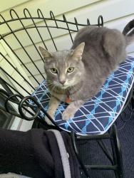 Lost Male Cat last seen Haven drive by McLean Game Refuge, Granby, CT 06035
