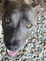 Found/Stray Unknown Dog last seen Ga 5 Roopville ga, Carroll County, GA 30170
