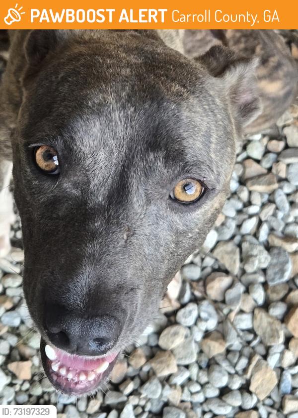 Found/Stray Unknown Dog last seen Ga 5 Roopville ga, Carroll County, GA 30170