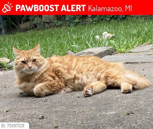Lost Male Cat last seen Kalamazoo, Kalamazoo, MI 49007