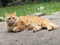 Lost Male Cat last seen Kalamazoo, Kalamazoo, MI 49007