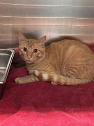 Shelter Stray Unknown Cat last seen Near A Rd, Hall County, NE, 1312 Sky Park Rd, Grand Island, NE 68801, USA
