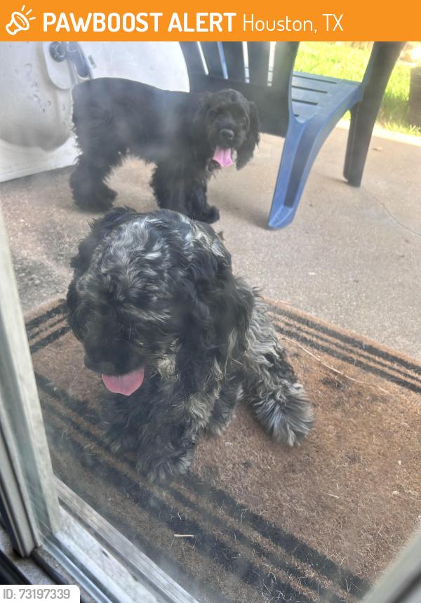 Found/Stray Male Dog last seen Mira vista, Houston, TX 77083