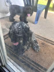 Found/Stray Male Dog last seen Mira vista, Houston, TX 77083
