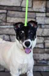Shelter Stray Female Dog last seen Near Yakima valley Highway, Yakima County, WA, 2405 W Birchfield Rd, Yakima, WA 98901, USA