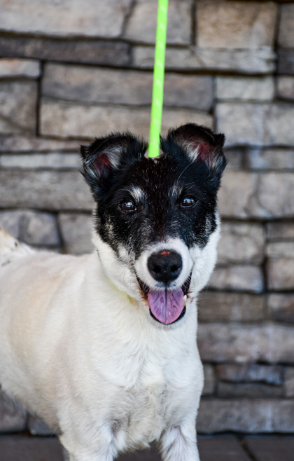 Shelter Stray Female Dog last seen Near Yakima valley Highway, Yakima County, WA, 2405 W Birchfield Rd, Yakima, WA 98901, USA