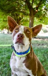 Shelter Stray Male Dog last seen Wiley City Fire, Yakima County, WA, 2405 W Birchfield Rd, Yakima, WA 98901, USA