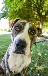 Shelter Stray Male Dog last seen Wiley City Fire, Yakima County, WA, 2405 W Birchfield Rd, Yakima, WA 98901, USA