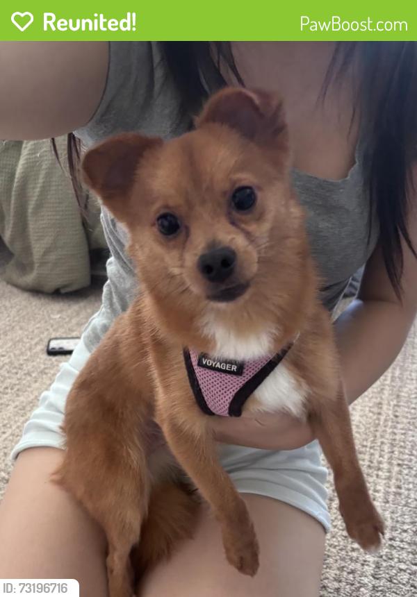 Reunited Male Dog last seen Robinson and Autumn, Irvine, CA 92602