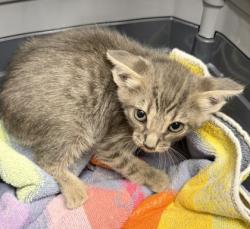 Shelter Stray Female Cat last seen MATHER FIELD RD at ROCKINGHAM DR, Rancho Cordova, CA, 6201 Florin Perkins Rd, Sacramento, CA 95828, USA