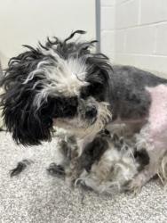 Shelter Stray Unknown Dog last seen Near E 22nd St, 21218, MD, 2490 Giles Rd, Baltimore, MD 21225, USA
