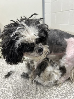 Shelter Stray Unknown Dog last seen Near E 22nd St, 21218, MD, 2490 Giles Rd, Baltimore, MD 21225, USA